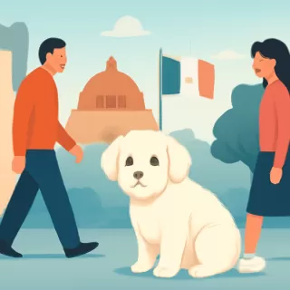 Bendito, el perrito maltés en situación de calle en Ciudad de México, busca un hogar